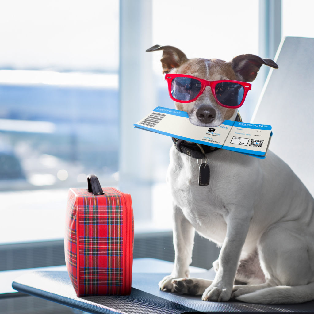 Собачка в самолете. Путешествие с домашними животными. Собака в отпуске. Животные в путешествии. Take your pet